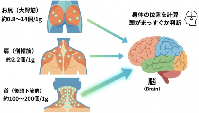 後頭下筋群　筋紡錘