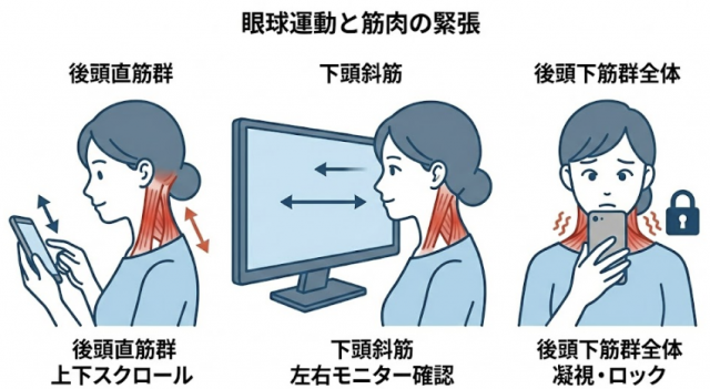 後頭下筋群　眼球運動